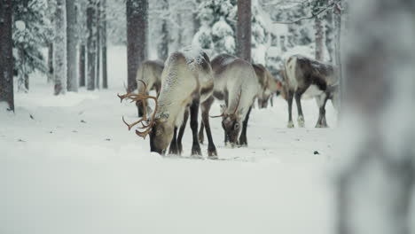 Reindeer-herd-pasturing-in-a-snowy-forest-in-Finnish-Lapland