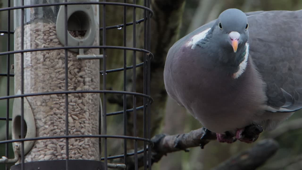 Closeup of a Wood Pigeon, Columba palumbus, eating sunflower hearts from a hanging feeder. Winter. UK