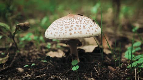 Schwenken-Sie-Um-Einen-Pilz-In-Der-Nähe-Des-Waldbodens