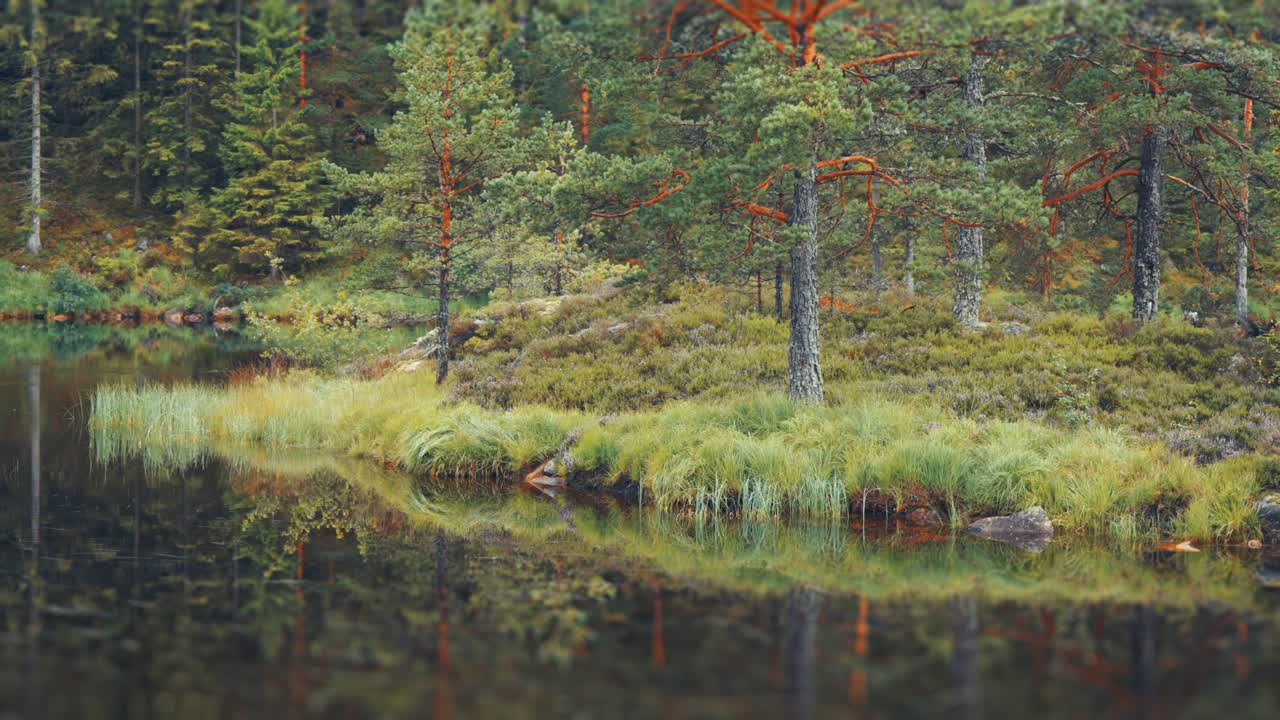 Pine trees and green grass reflected in the dark waters of the swampy lake in Norwegian tundra