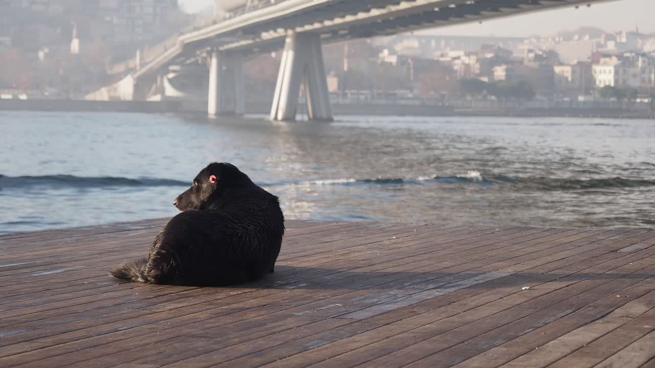 Black Dog Sitting on Pier, Waterfront Cityscape with Bridge in Fog