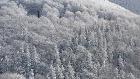 aerial shot of coniferous trees in a mountain landscape covered in snow, winter wonderland