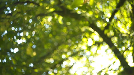 a forward moving shot of a tree with radial bokeh and flashing light flares
