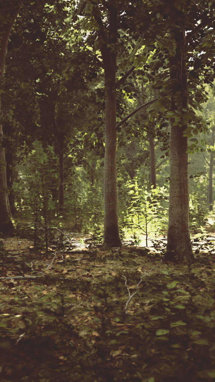 Sunlight filtering through lush trees in a serene forest setting
