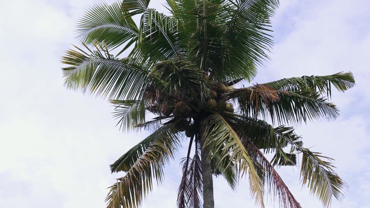 Coconut Palm Tree Swaying Gently Against a Cloudy Sky