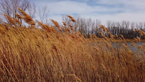 slow moving wide pan of bulrushes moving in the spring wind by a lake