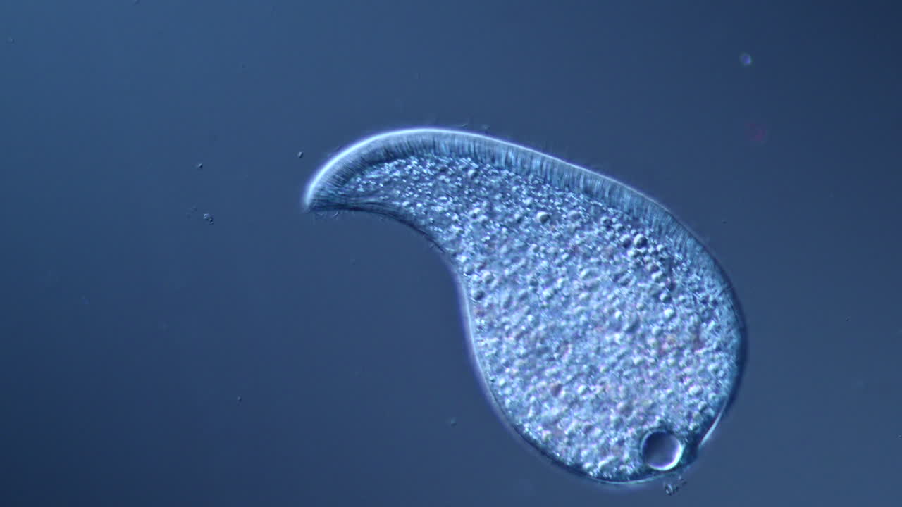Microscopic View of a Ciliate Protozoan