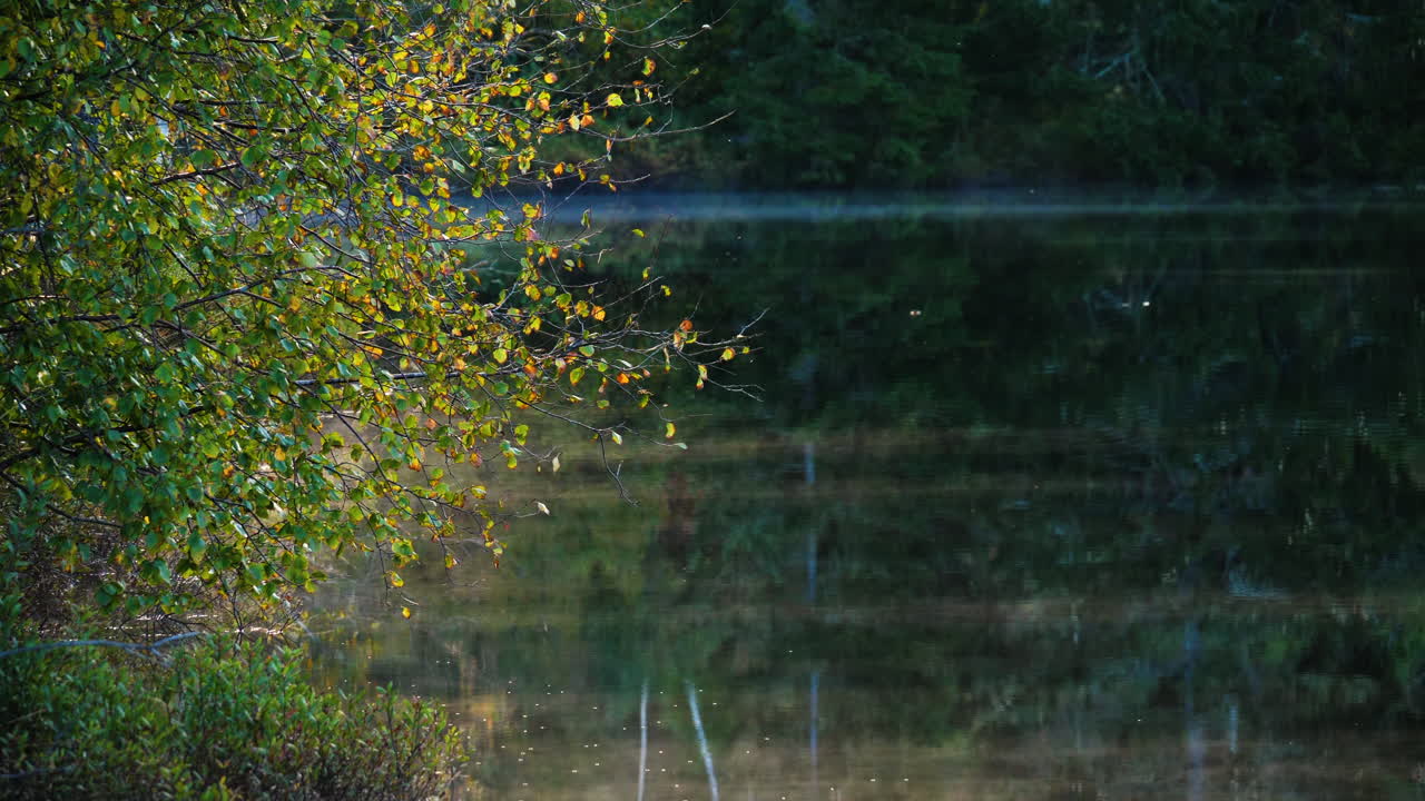안개와 함께 아침에 작은 호수의 아름다운 슬로우 모션 패닝 샷