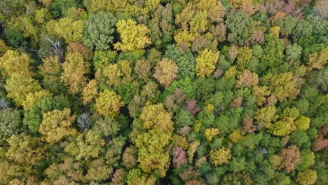 Toma-Aérea-Hacia-Abajo-De-árboles-Y-Hojas-De-Otoño-En-Clemmons-Nc