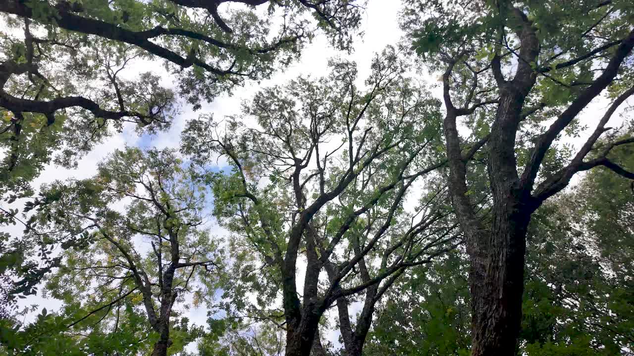 Looking up at lush green tree branches and leaves under a bright sky