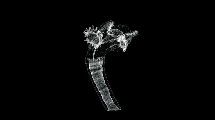 Schermo olografico 3D del sistema riproduttivo femminile nel corpo umano - loop