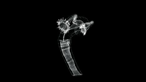 pantalla holográfica 3d del sistema reproductivo femenino en el cuerpo humano - bucle