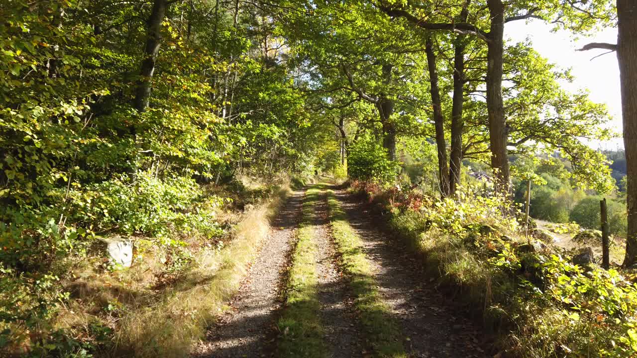 paseo tranquilo en el exuberante sendero del bosque en la soleada mañana de verano, pov