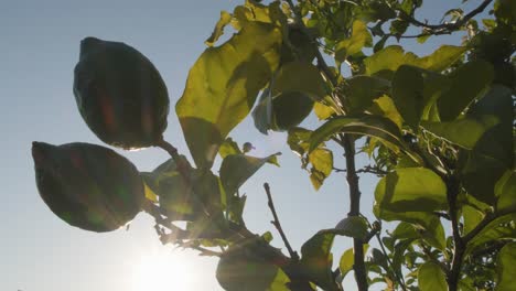 green citrus tree against bright sky at sunrise