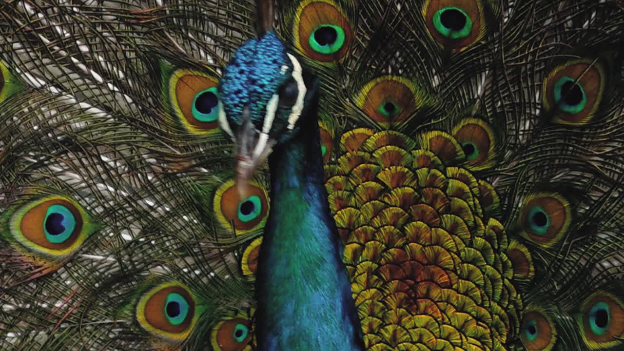 primer plano de la cabeza de un pavo real azul adulto
