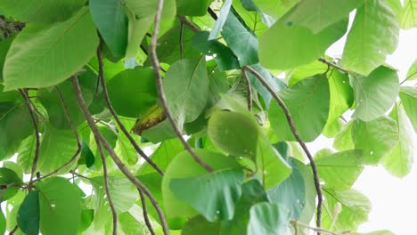 bosques de teca en el medio ambiente la hoja de los árboles y plantaciones agrícolas con hojas verdes en el campo