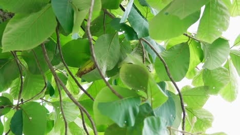 teak forests in the environment the leaf on trees and agricultural plantations with green leaves in the countryside