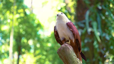 Brahminy-Drachenadler-Auf-Einem-Ast