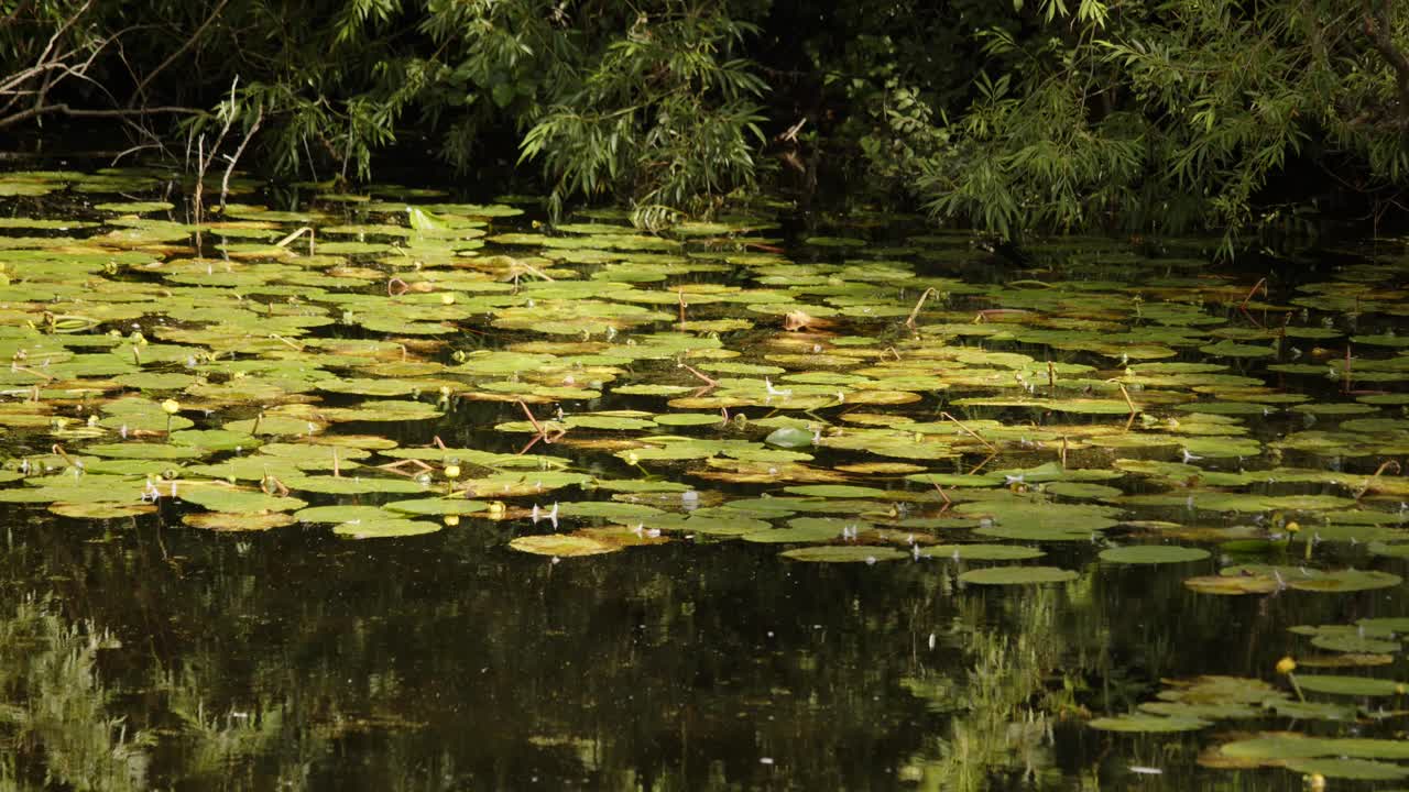 mid shot of water lily pond with With reflections