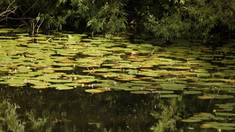 disparo medio del estanque de lirio de agua con con reflejos