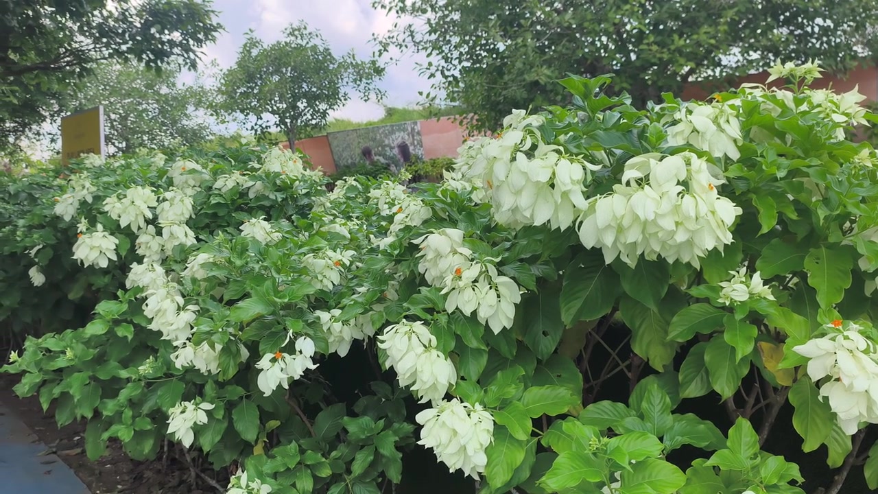 A beautiful Mussaenda philippica Aurorae shrub flourishes outdoors. Also known as Dona Aurora, it showcases stunning, large white bracts. The lush green foliage creates a striking tropical contrast.