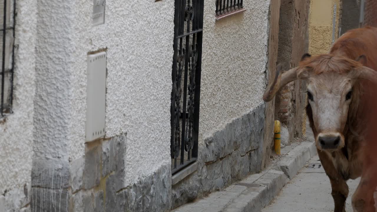 Big brown Oxen or steer walking towards camera on village street during traditional festival, encierro, celebration in Spain. Long horns, and cowbell. It brisks walk when approaches second bullock.