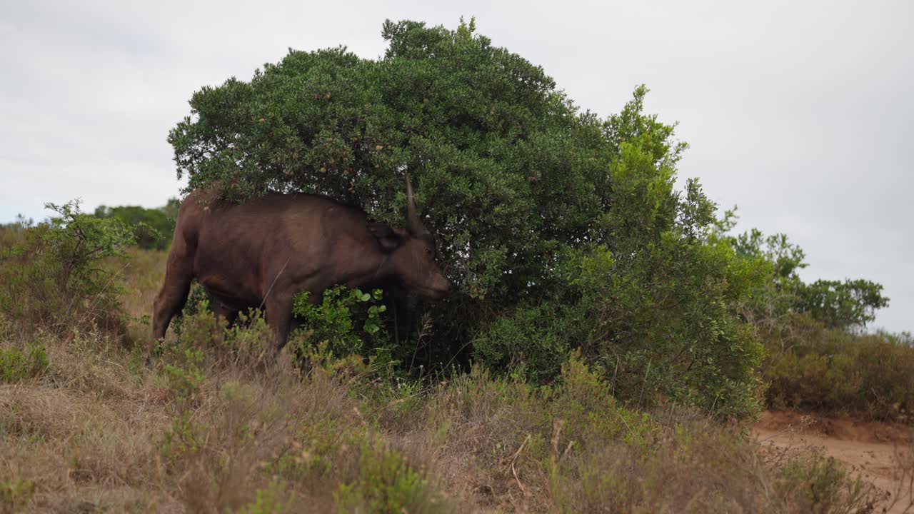 A large African Buffalo standing alone under a large tree scratching himself with the branches and leaves