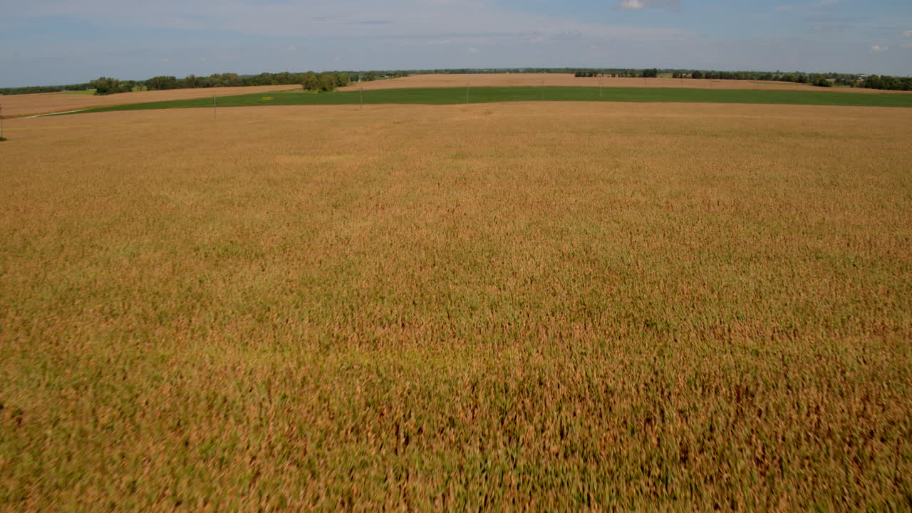 эпическая съемка великолепных золотых полей фермерских угодий в сердце америки
