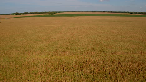 Epic-aerial-of-gorgeous-golden-fields-of-farmland-in-the-heartland-of-America