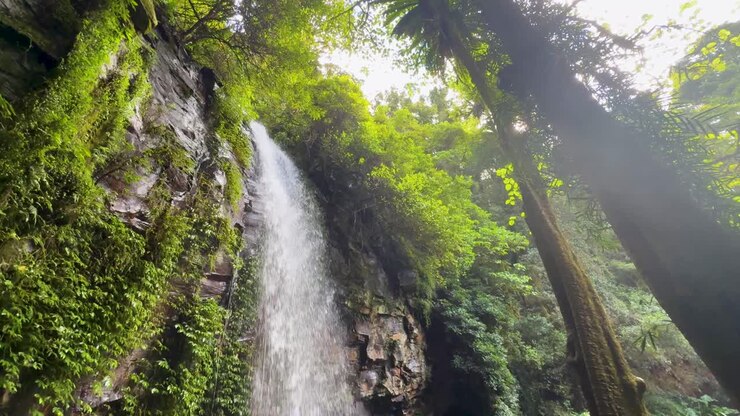 La cámara se inclina hacia abajo y revela una cascada, rocas cubiertas de musgo, vegetación densa y una suave luz natural