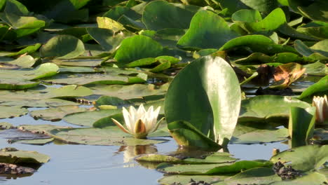 Water-lilies-with-bright-white-flowers,-aquatic-plants-that-inhabit-the-lagoon,-round-green-leaves-floating-on-the-surface-of-the-water