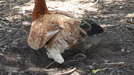 Chicken--taking-bath-