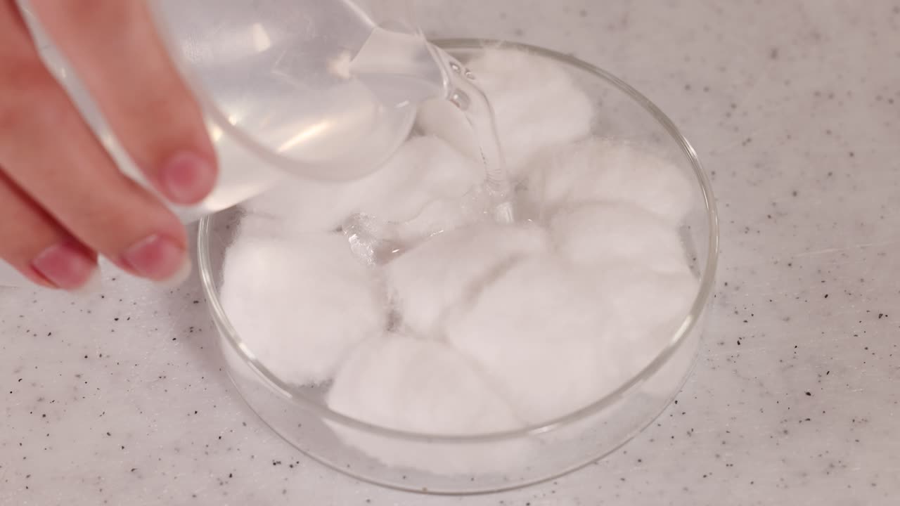 A hand pours water onto cotton balls in a petri dish on a lab table
