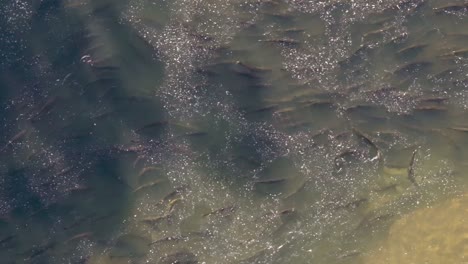 a large school of salmon swim together in murky waters during a seasonal migration