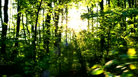 4k .wood landscape with sunshine beams. real time steady shot.