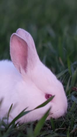 white albino rabbit in green grass