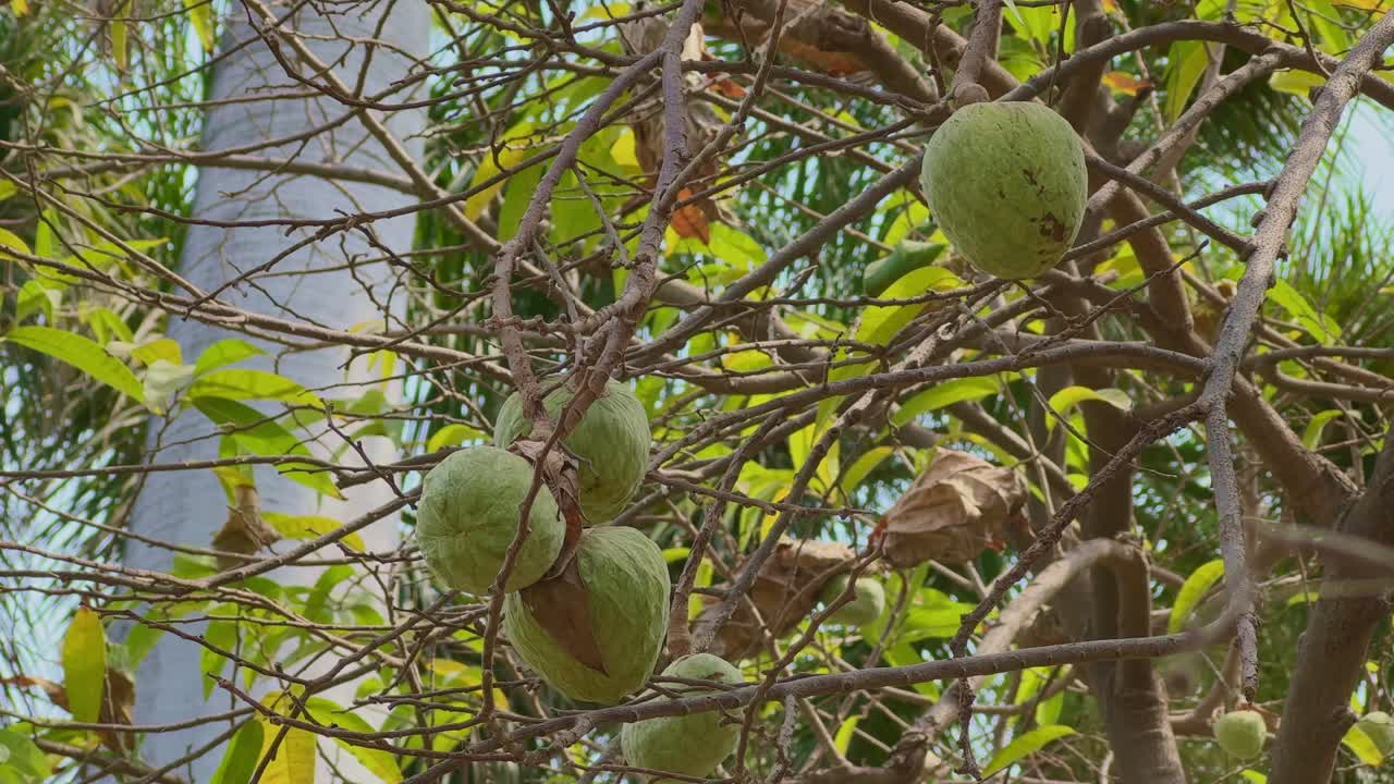 Cận cảnh trái Ramphal (Annona reticulata) treo lủng lẳng trên cành giữa những tán lá xanh, được chụp dưới ánh nắng tự nhiên với cái nhìn chi tiết về kết cấu và sự phát triển tự nhiên trong khung cảnh nhiệt đới.