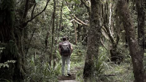 a man hiking through a dense forest