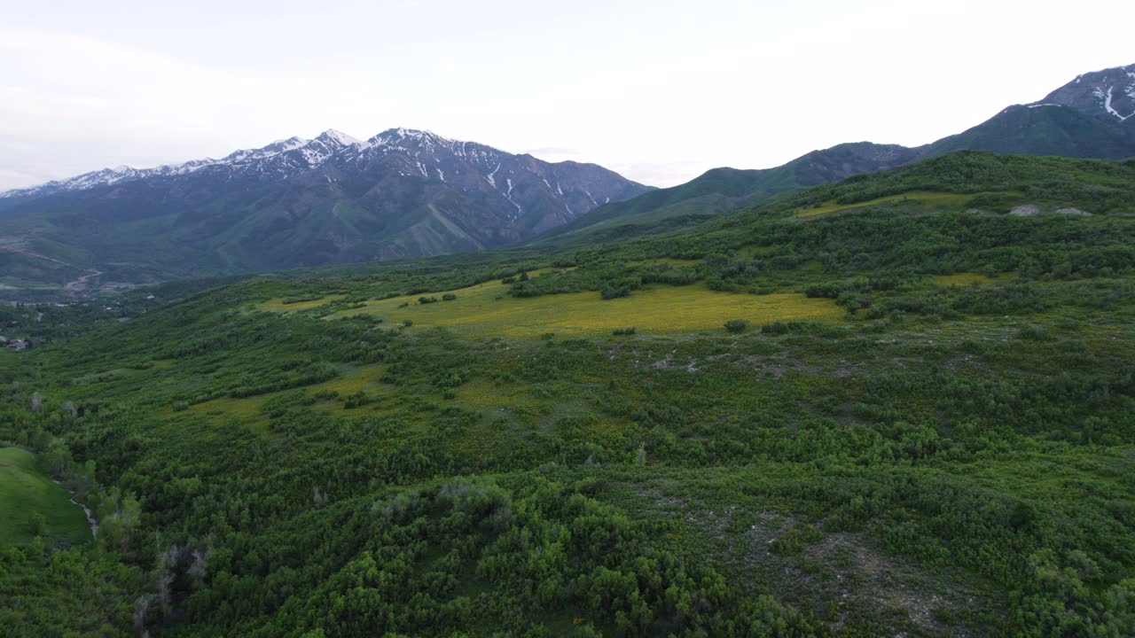 paisaje de flores silvestres de verano en las montañas del valle de ogden, utah - paisaje aéreo