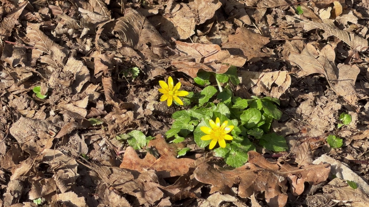 Yellow ficaria verna flowers emerging through dry leaves, symbolizing spring and rebirth