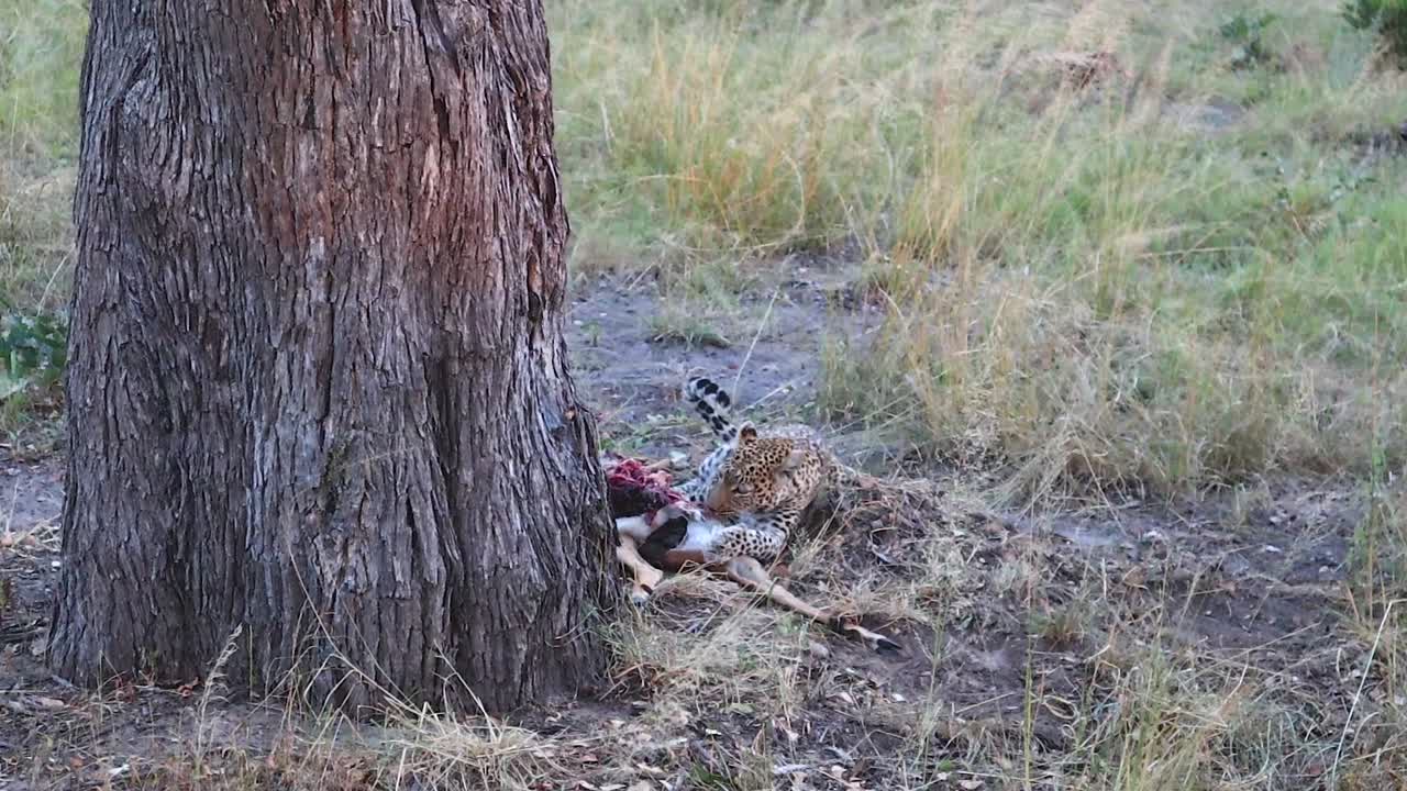 gráfico: un leopardo africano se alimenta de un antílope impala asesinado recientemente