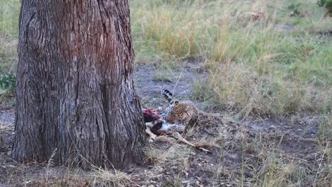 graphic: african leopard feeds on recently killed impala antelope