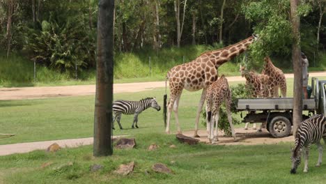 giraffes and zebras fed by zookeeper from truck.