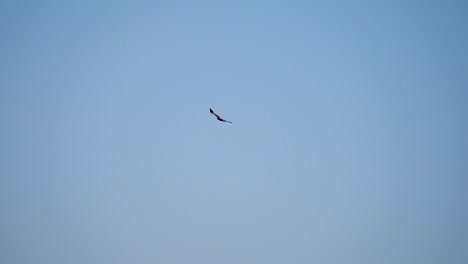 a black kite flying in blue sky