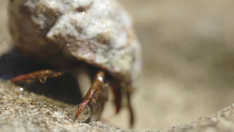 hermit crab on the beach in ibiza takes a few steps in the sand, close up