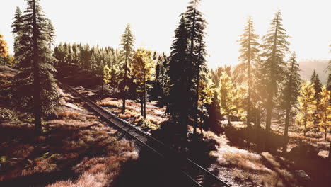 a scenic view of railroad tracks winding through a forest, with the sun shining through the trees