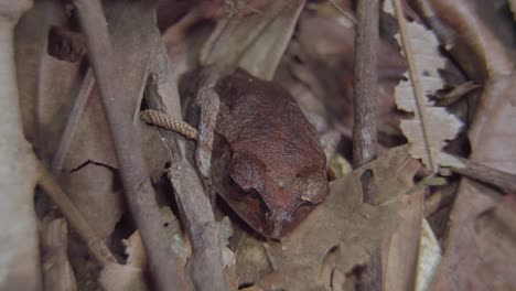 Gefleckte-Wurffroschtarnung,-Die-Sich-Zwischen-Getrockneten-Blättern-Und-Ästen-Im-Dschungel-Versteckt