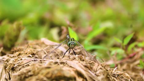 Close-up-shot-of-a-Dragonfly-perching-on-dry-leaves-and-flying-away