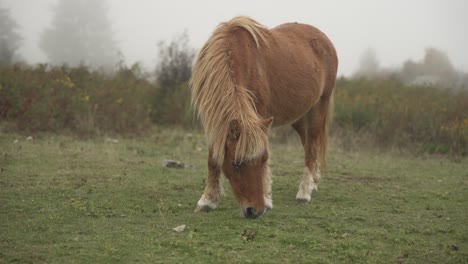 Mystischer-Nebliger-Bergwald,-Wilde-Ponys-Schreiten-Anmutig-Durch-Die-ätherische-Landschaft