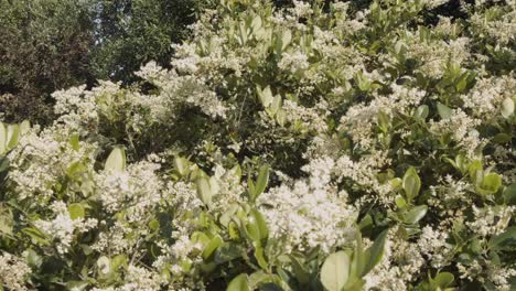 butterflies fly around a flowering bush